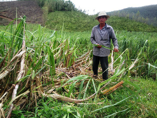 Sau bão, diện tích trồng mía trên địa bàn TX Ninh Hòa (Khánh Hòa) chịu thiệt hại nặng nề