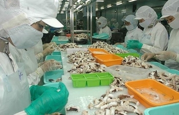 Xuất khẩu mực, bạch tuộc chuyển hướng sang Thái Lan, cạnh tranh với Trung Quốc