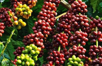 Xuất khẩu cà phê sang Tây Ban Nha nhiều triển vọng