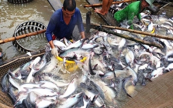 Quý I/2021: Xuất khẩu cá tra tăng 0,6% so với cùng kỳ