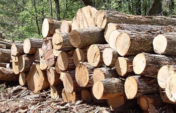 Tạm ngừng kinh doanh tạm nhập, tái xuất gỗ rừng tự nhiên từ Lào và Campuchia