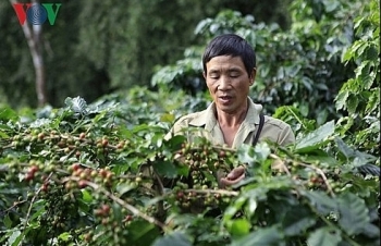 Điện Biên: Người dân Mường Ảng vẫn lao đao vì cà phê mất mùa, mất giá
