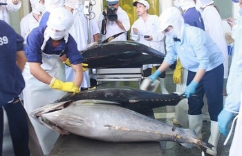 Cá ngừ xuất sang Mexico tăng mạnh