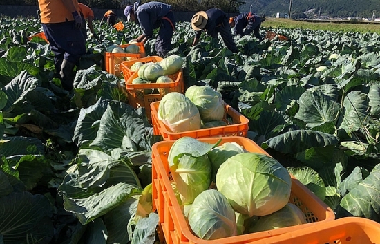 Người tiêu dùng ưa chuộng, xuất khẩu rau củ vào Đài Loan tăng gần 70%