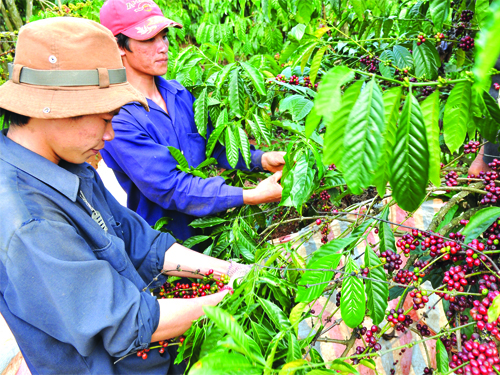 Ngành cà phê Việt Nam thiệt hại nặng vì thông tin thất thiệt