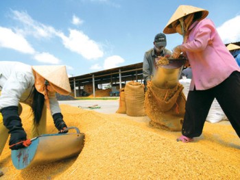 Nâng cao chất lượng gạo xuất khẩu - Kỳ II: Chuyên nghiệp hóa hoạt động kinh doanh