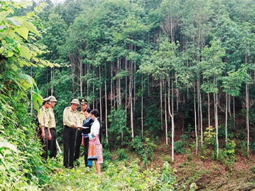 Phân loại rừng sản xuất để quản lý hiệu quả