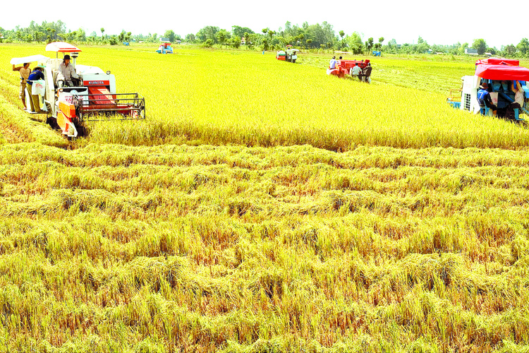 Xây dựng thương hiệu gạo Việt: Nâng cao giá trị xuất khẩu