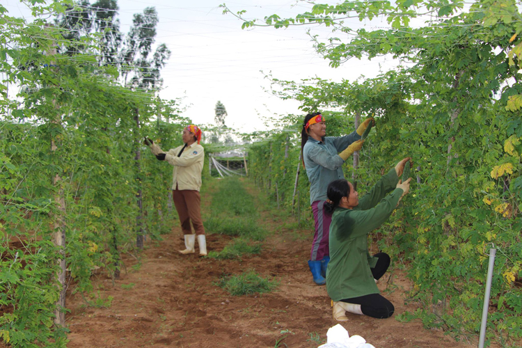 Nghệ An: Nhân rộng mô hình hợp tác xã nông nghiệp