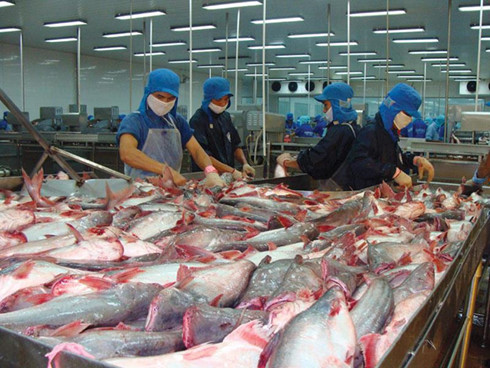 Kim ngạch xuất khẩu cá tra có thể đạt 1,8 tỷ USD trong 2017