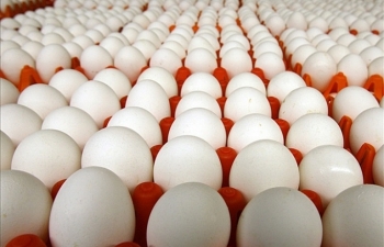 Giá trứng gia cầm giảm tới 40%, người chăn nuôi thua lỗ