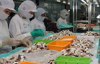 Hàn Quốc là thị trường tiêu thụ mực, bạch tuộc lớn nhất của Việt Nam