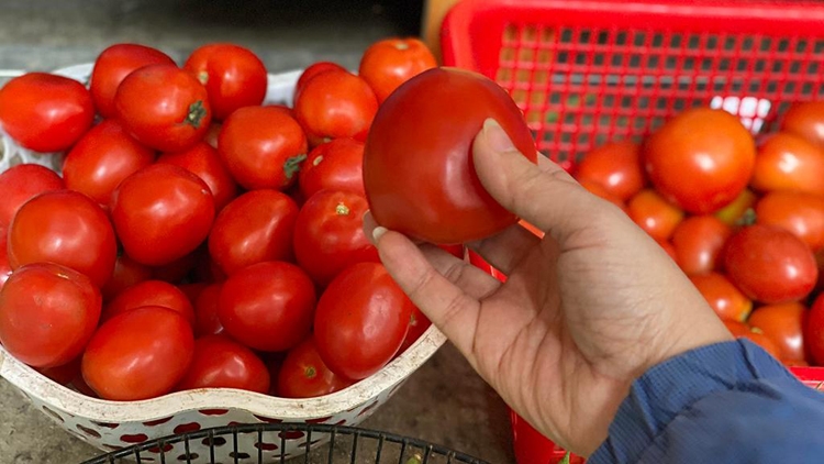 Giá cà chua tăng sốc, lên tới 65.000 đồng/kg