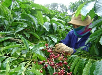 Long-term price crisis brewing for Vietnam coffee industry