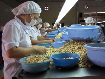 EU trade pact holds out promise for cashew exports