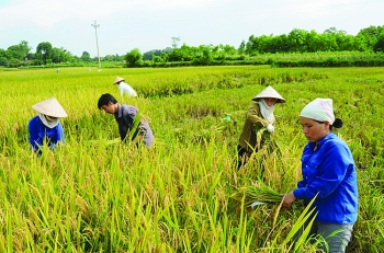 Điều hành xuất khẩu gạo: Cần tăng cường sự phối hợp và trách nhiệm - Bài 4