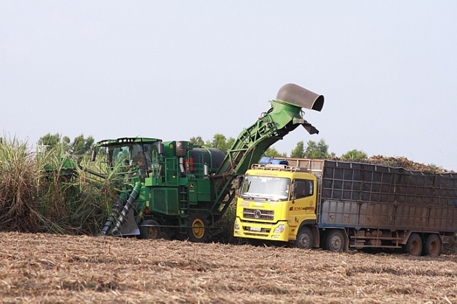 TTC Gia Lai: Đảm bảo lợi ích giữa người trồng mía với nhà máy