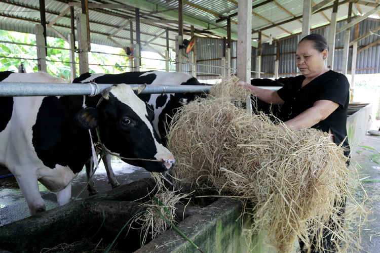 Vinamilk tái ký hợp đồng trực tiếp với hàng ngàn hộ nông dân chăn nuôi bò sữa