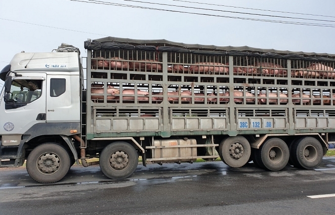 Chặn đứng vụ vận chuyển gần 350 con lợn không rõ nguồn gốc đang đi tiêu thụ