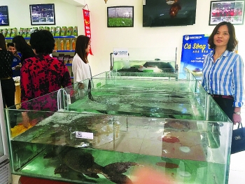 Hoa Binh seafood targets Hanoi palates