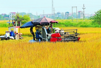 New decree facilitates direct rice exports