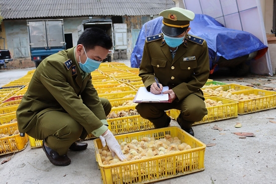 Bộ Nông nghiệp đề nghị các địa phương ngăn chặn tình trạng nhập lậu giống vật nuôi