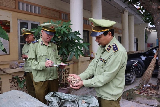Quản lý thị trường Lạng Sơn: Ngăn chặn hàng tấn dược liệu nhập lậu