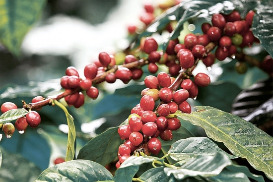 Việt Nam là thị trường ngoại khối cung cấp cà phê lớn nhất cho Áo