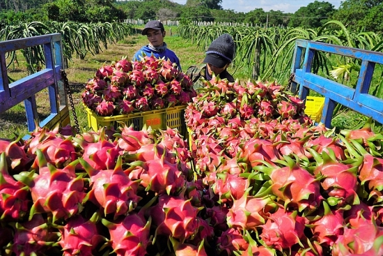 Kết nối giao thương hàng thực phẩm, đồ uống Việt Nam – Trung Quốc