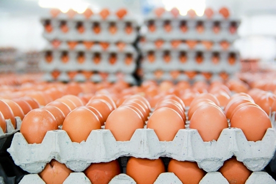 Lượng trứng gia cầm xuất khẩu mới chiếm 1% sản lượng sản xuất