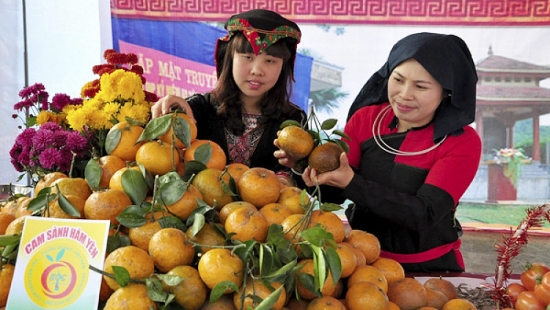 Tuyên Quang: Xây dựng thương hiệu cam sành Hàm Yên