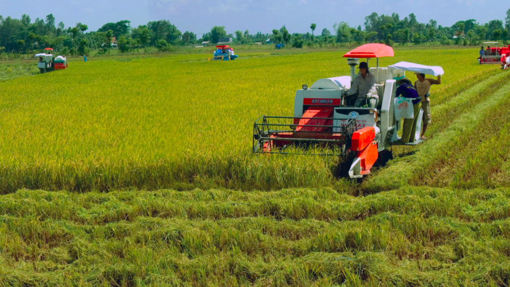 Đồng bằng sông Cửu Long: Chi phí trồng lúa cao, lợi nhuận giảm