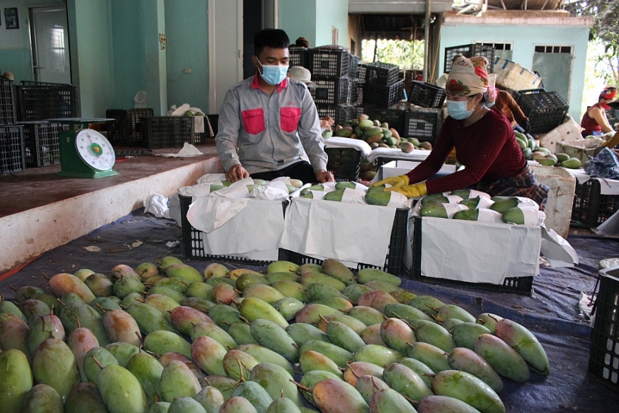 Hà Nội: Tạo thuận lợi trong tiêu thụ nông sản