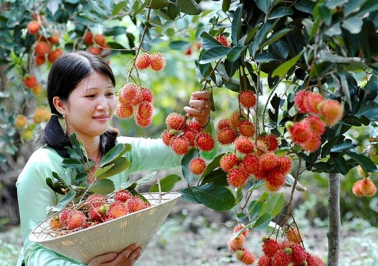 Tỉnh Bình Phước: Tìm đầu ra cho trái cây