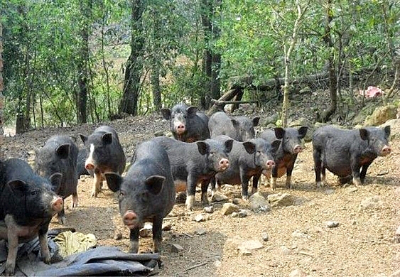 Bí quyết dùng cây tăng trọng để nuôi lợn đen lớn nhanh như thổi