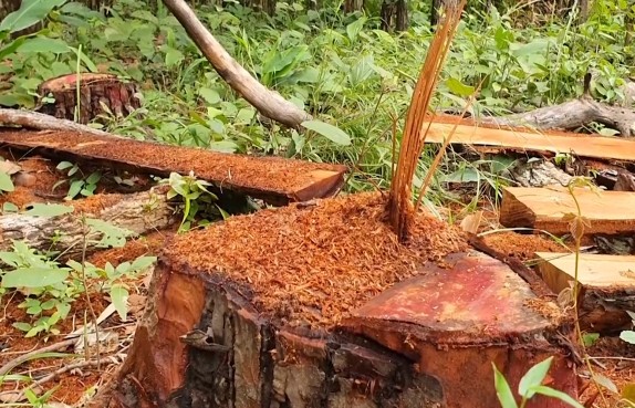 Gia Lai: Điều tra, làm rõ vụ phá rừng sản xuất quy mô lớn ở khu vực giáp ranh