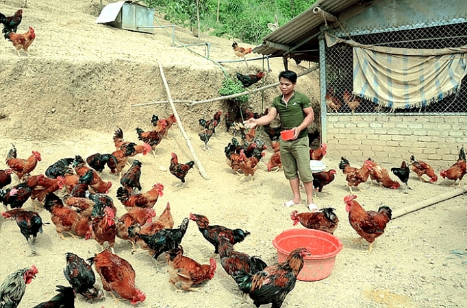 Thanh niên khởi nghiệp từ mô hình nuôi gà thả đồi ở xã Bảo Nhai