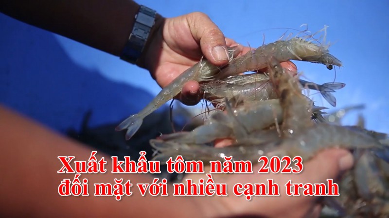 Xuất khẩu tôm năm 2023 đối mặt với nhiều cạnh tranh