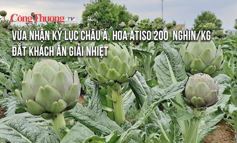 Vừa nhận kỷ lục châu Á, hoa Atiso giá 200 nghìn/kg vẫn đắt khách ăn giải nhiệt