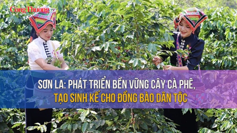 Sơn La: Phát triển bền vững cây cà phê, tạo sinh kế cho đồng bào dân tộc