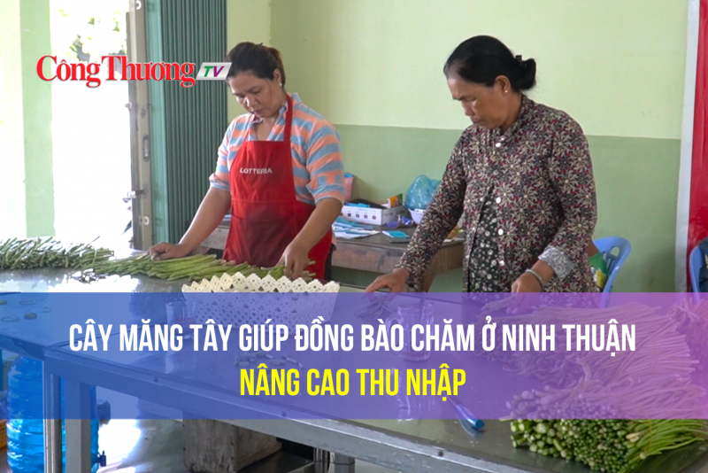 Cây măng tây giúp đồng bào Chăm ở Ninh Thuận nâng cao thu nhập