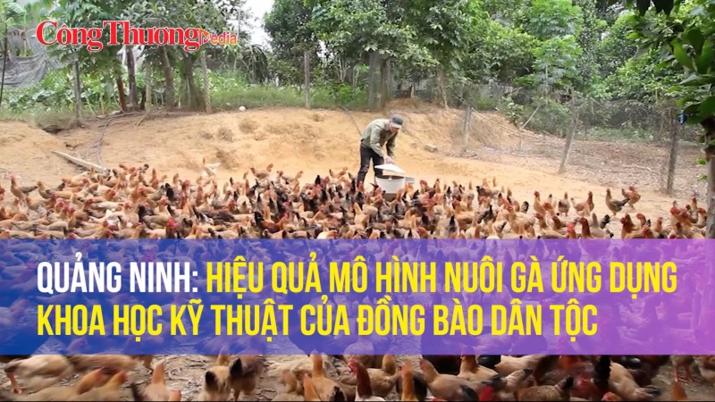 Quảng Ninh: Hiệu quả mô hình nuôi gà ứng dụng khoa học kỹ thuật của đồng bào dân tộc