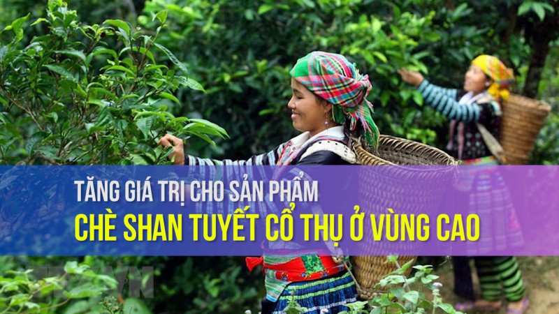 Tăng giá trị cho sản phẩm chè Shan tuyết cổ thụ ở vùng cao