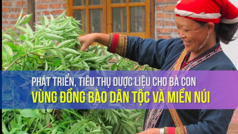 Phát triển, tiêu thụ dược liệu cho bà con vùng đồng bào dân tộc và miền núi