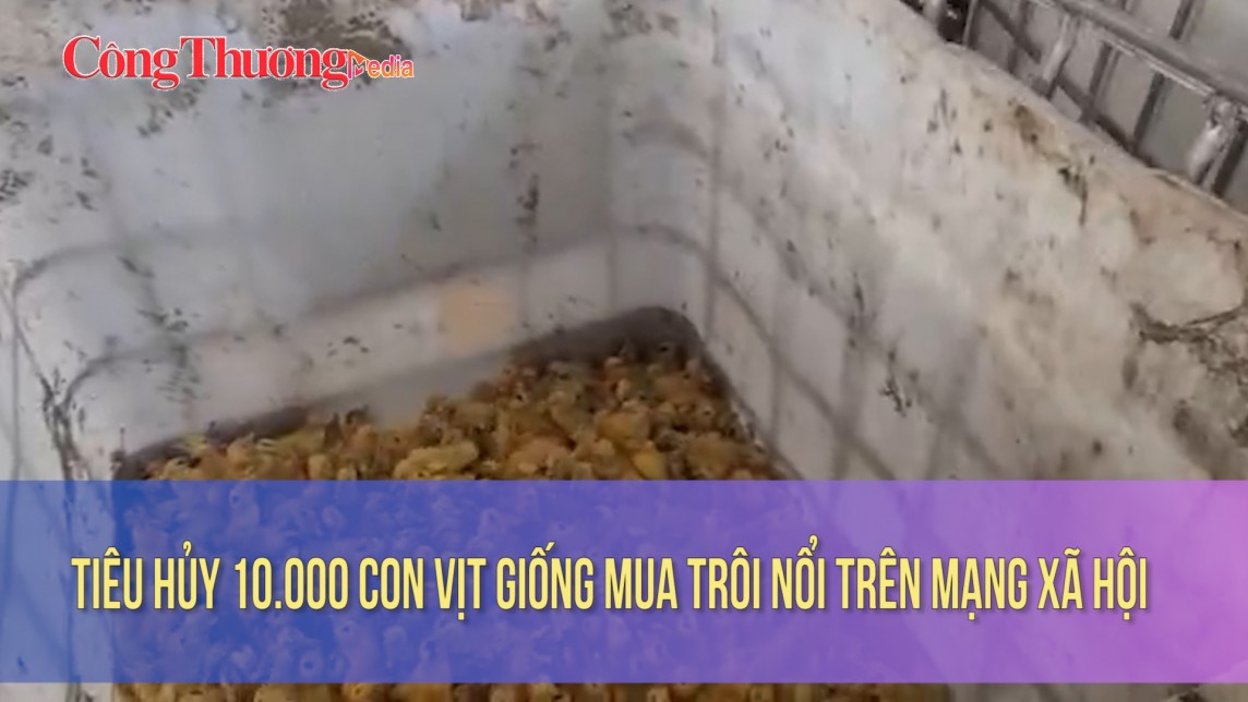 Tiêu hủy 10.000 con vịt giống mua trôi nổi trên mạng xã hội