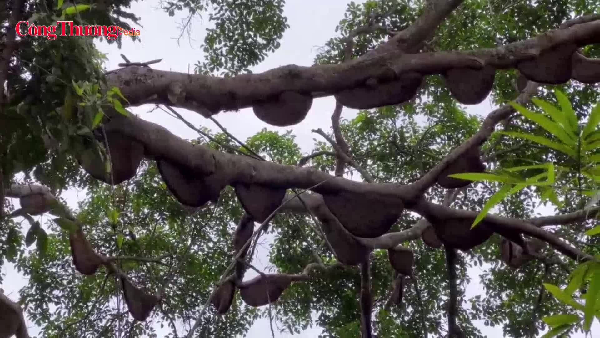 Điện Biên: Cận cảnh hơn 130 tổ ong khoái cùng làm tổ trên cây đa cổ thụ