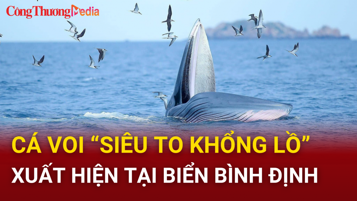 Bình Định: Xuất hiện cá voi ''khổng lồ''