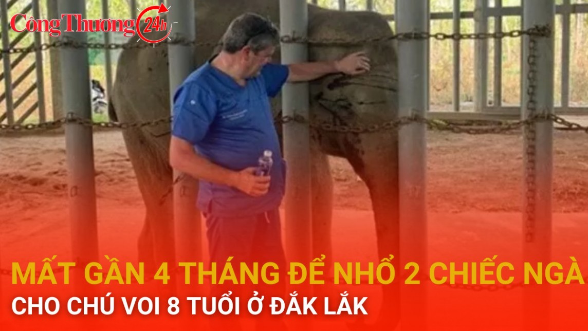 Mất gần 4 tháng để nhổ 2 chiếc ngà cho con voi 8 tuổi ở Đắk Lắk