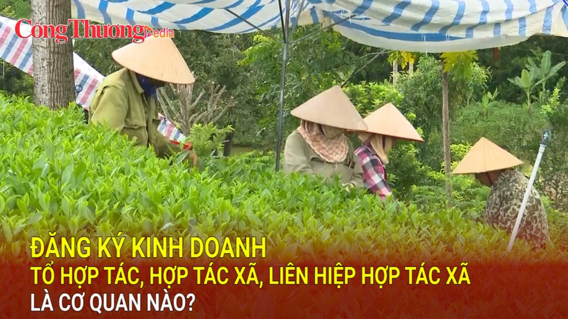 Thẩm quyền cấp đăng ký kinh doanh tổ hợp tác, hợp tác xã, liên hiệp hợp tác xã