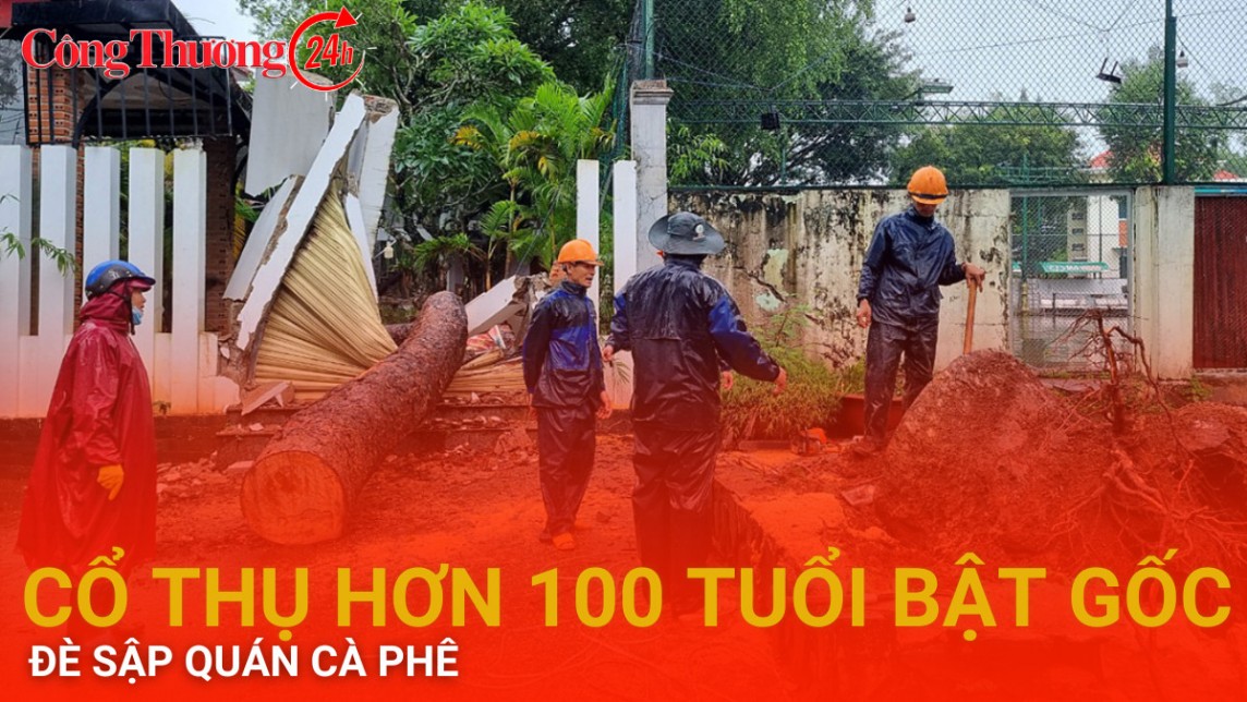 Cổ thụ hơn 100 tuổi bật gốc, đè lên quán cà phê